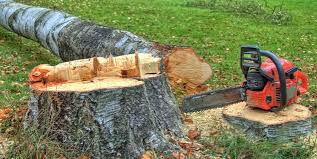 Best Tree Mulching  in Rodeo, CA