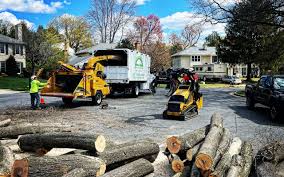 Best Lawn Disease Treatment  in Rodeo, CA