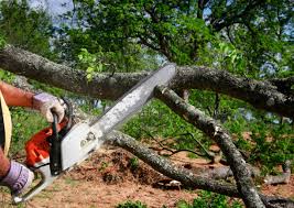 How Our Tree Care Process Works  in  Rodeo, CA