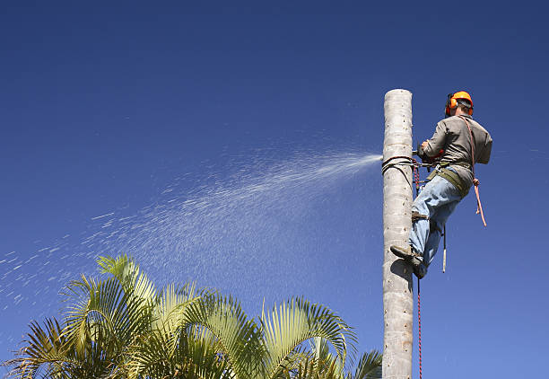 Best Tree Health Inspection  in Rodeo, CA
