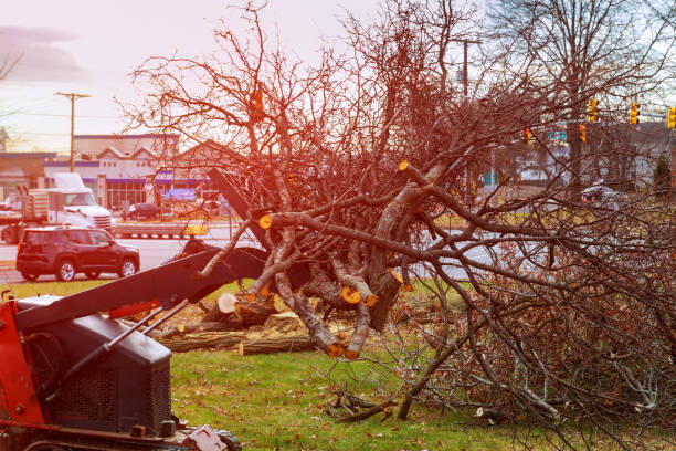 Best Tree Disease Treatment  in Rodeo, CA
