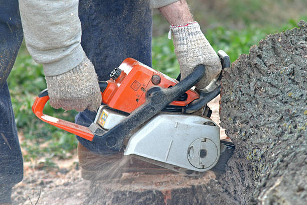 Best Tree Maintenance Programs  in Rodeo, CA