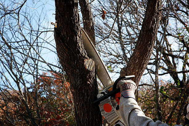 Best Fruit Tree Pruning  in Rodeo, CA