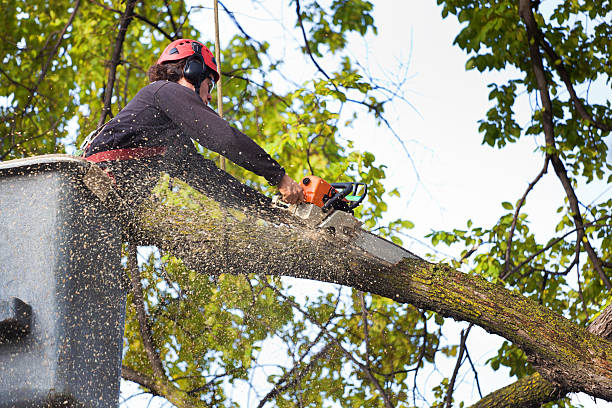 Best Emergency Tree Removal  in Rodeo, CA