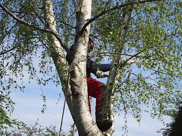 Best Pest Control for Lawns  in Rodeo, CA