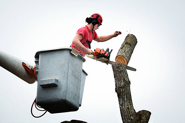 Professional Tree Care in Rodeo, CA