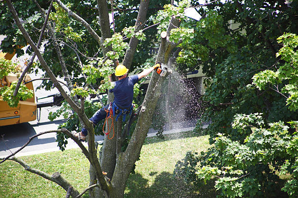 Best Leaf Removal  in Rodeo, CA