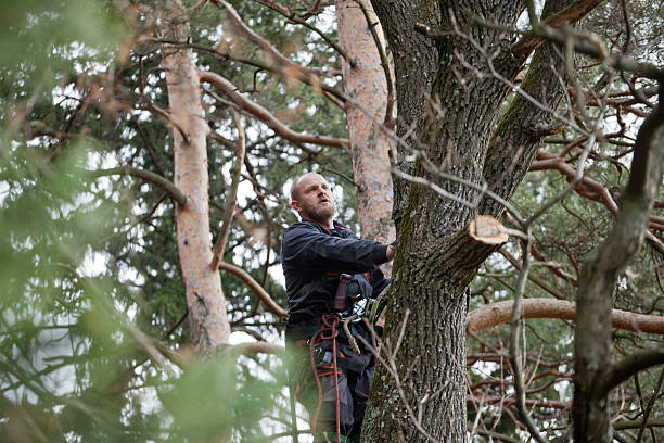 Best Tree Removal  in Rodeo, CA